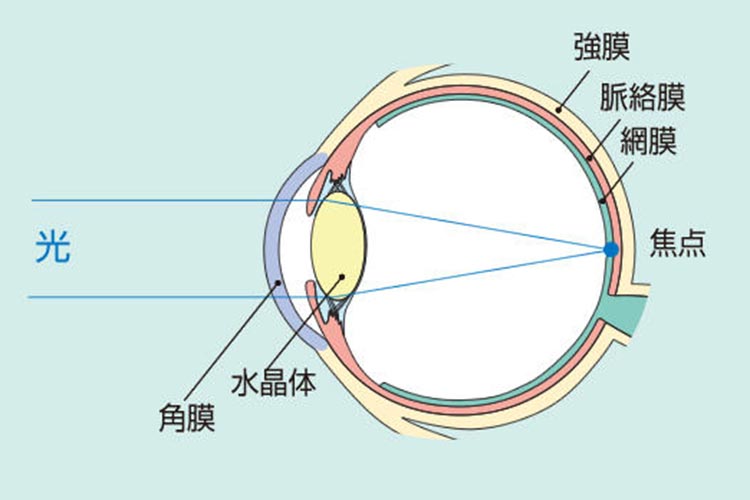 眼の構造